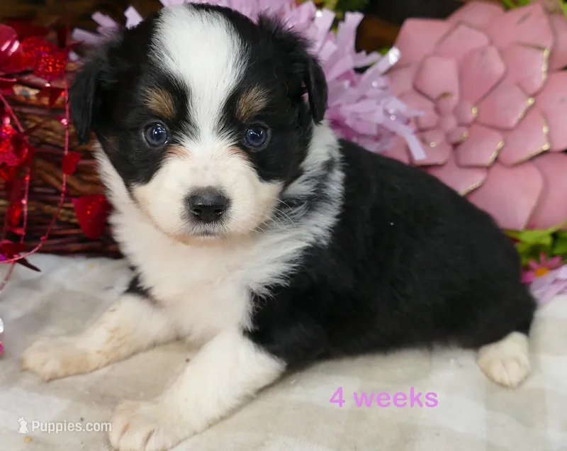 Lil Starb BTF – Toy Australian Shepherd puppy for sale in Portland, OR