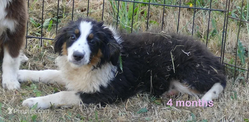 FR ROSE BTF – Miniature Australian Shepherd puppy for sale in Portland, OR