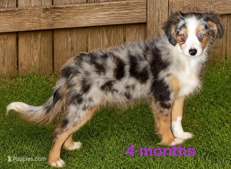 Lil paisley bmf w TAIL – Toy Australian Shepherd puppy for sale in Portland, OR