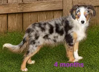 Lil paisley bmf w TAIL, a female Toy Australian Shepherd for sale in Portland, OR – 1 of 7