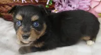 Lil triskey-el Btf, a female Toy Australian Shepherd for sale in Portland, OR – 3 of 5