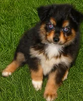 Lil triskey-el Btf, a female Toy Australian Shepherd for sale in Portland, OR – 2 of 5