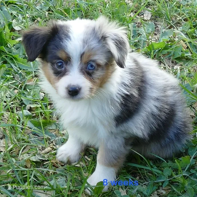 Lil Starb BMM1 – Toy Australian Shepherd puppy for sale in Portland, OR