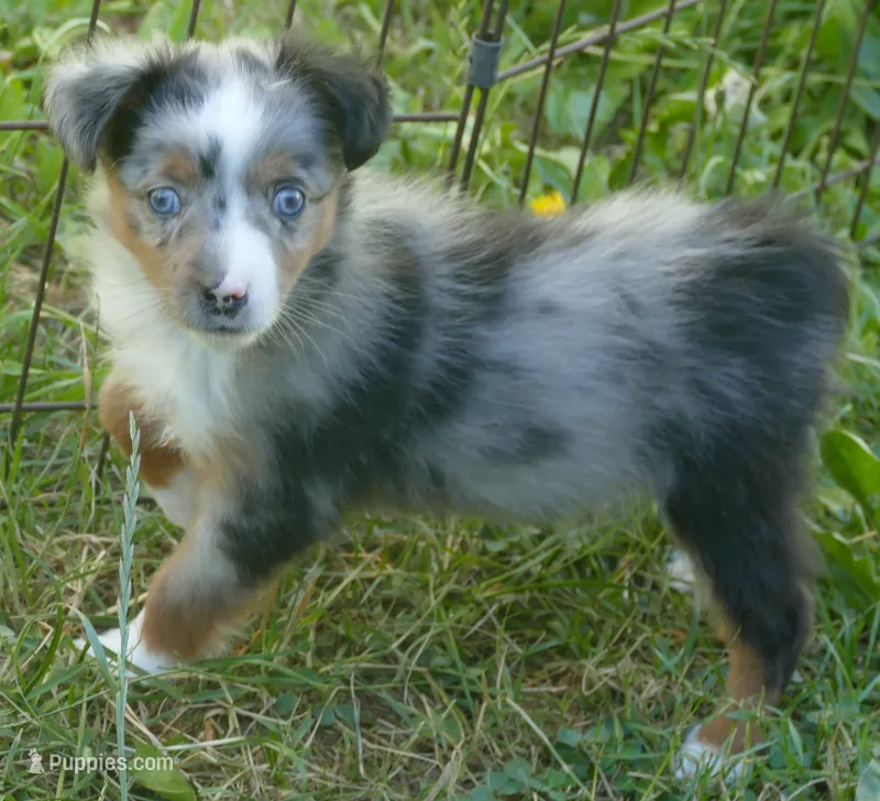 Lil rustyrose bmm2 – Toy Australian Shepherd puppy for sale in Portland, OR