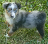 Lil rustyrose bmm2, a male Toy Australian Shepherd for sale in Portland, OR – 1 of 3