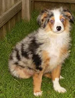 Lil paisley bmf w TAIL, a female Toy Australian Shepherd for sale in Portland, OR – 2 of 10