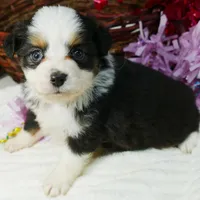 Lil star BTF, a female Toy Australian Shepherd for sale in Portland, OR – Photo 1 of 2