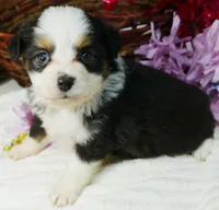 Lil star BTF, a female Toy Australian Shepherd for sale in Portland, OR – Photo 1 of 2