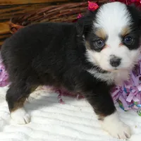 Lil star BTF, a female Toy Australian Shepherd for sale in Portland, OR – Photo 2 of 2