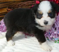 Lil star BTF, a female Toy Australian Shepherd for sale in Portland, OR – Photo 2 of 2