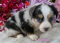 Lil Starb BMF2, a female Toy Australian Shepherd for sale in Portland, OR – 2 of 3