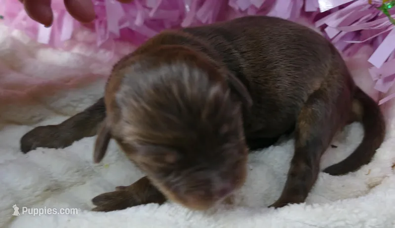 FR ROSE RTF1 – Miniature Australian Shepherd puppy for sale in Portland, OR