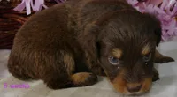 FR ROSE RTF1, a female Miniature Australian Shepherd for sale in Portland, OR – 2 of 2