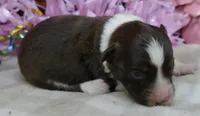 FR-Rose RTF2, a female Toy Australian Shepherd for sale in Portland, OR – 3 of 3