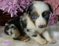 FR Rose BMF2, a female Miniature Australian Shepherd for sale in Portland, OR – 2 of 2