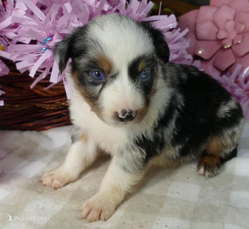 FR Rose BMF2 – Miniature Australian Shepherd puppy for sale in Portland, OR