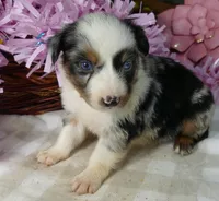 FR Rose BMF2, a female Miniature Australian Shepherd for sale in Portland, OR – 1 of 2