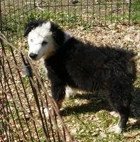 Grace-ci BLue BTM1, a male Miniature Australian Shepherd for sale in Portland, OR – 4 of 4