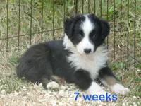 Grace-ci Blue BTM3, a male Miniature Australian Shepherd for sale in Portland, OR – 2 of 2