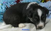 MIstyblue BTm, a male Miniature Australian Shepherd for sale in Portland, OR – 3 of 3