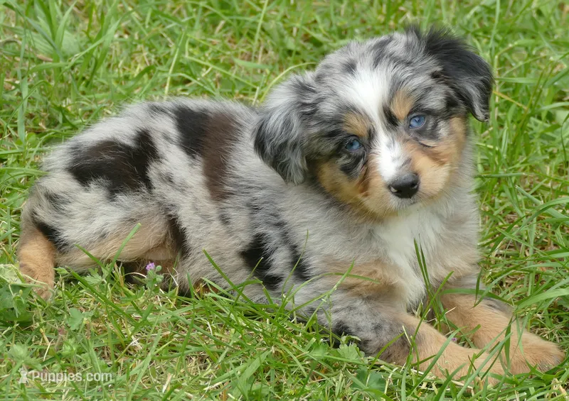 FR rose BMF1 – Miniature Australian Shepherd puppy for sale in Portland, OR