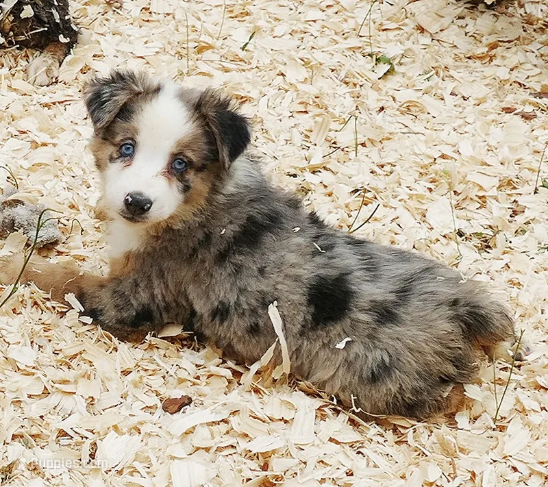 Grace-ci blue BMF2 – Miniature Australian Shepherd puppy for sale in Portland, OR