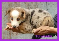 Grace-ci BLue BMF1, a female Miniature Australian Shepherd for sale in Portland, OR – 2 of 3