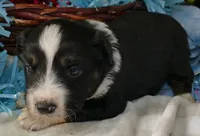 MIstyblue BTm, a male Miniature Australian Shepherd for sale in Portland, OR – 1 of 3