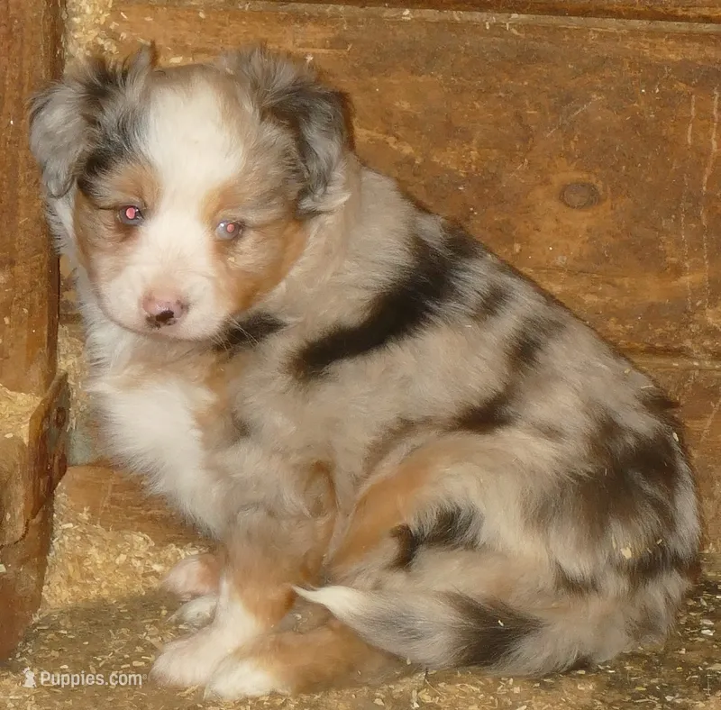 Lil paisley bmf w TAIL – Toy Australian Shepherd puppy for sale in Portland, OR