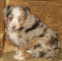Lil paisley bmf w TAIL, a female Toy Australian Shepherd for sale in Portland, OR – 3 of 8