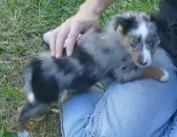 Lil rustyrose bmm2, a male Toy Australian Shepherd for sale in Portland, OR – 3 of 3