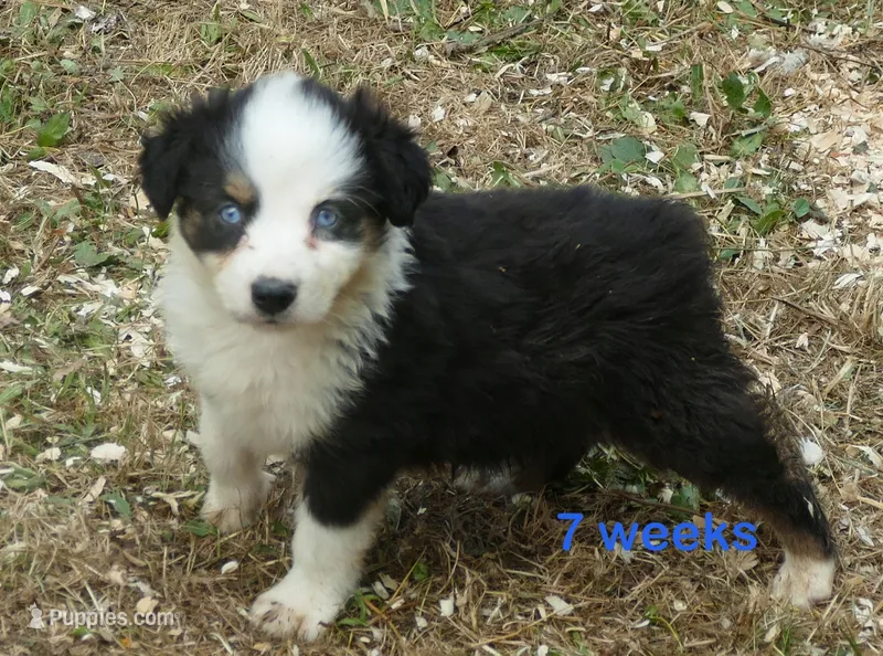 Grace-ci BLue BTM2 – Miniature Australian Shepherd puppy for sale in Portland, OR