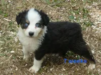 Grace-ci BLue BTM2, a male Miniature Australian Shepherd for sale in Portland, OR – 1 of 3