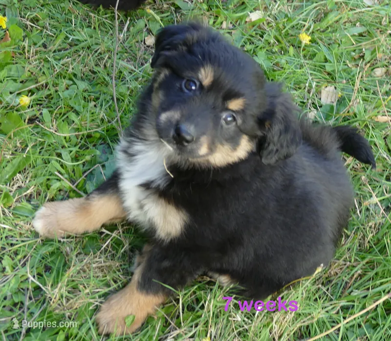 FR-Daisey BTF with tail – Toy Australian Shepherd puppy for sale in Portland, OR