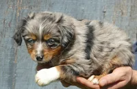 LIL Starnight BMF, a female Toy Australian Shepherd for sale in Portland, OR – 3 of 5