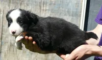 Lil Rustyrose BTM, a male Toy Australian Shepherd for sale in Portland, OR – 3 of 3