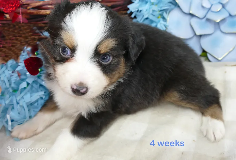 Lil Starb BTM2 – Toy Australian Shepherd puppy for sale in Portland, OR