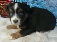 Rustybelle BTM3, a male Miniature Australian Shepherd for sale in Portland, OR – 3 of 4