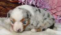 Lil trixeybllue BMF1 w tail, a female Toy Australian Shepherd for sale in Portland, OR – 3 of 4