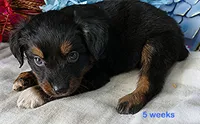 FR -Daisey BTM, a male Toy Australian Shepherd for sale in Portland, OR – 3 of 4