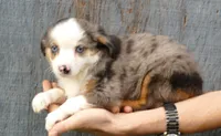 triskyrose bmf, a female Toy Australian Shepherd for sale in Portland, OR – Photo 2 of 3