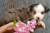 triskyrose bmf, a female Toy Australian Shepherd for sale in Portland, OR – Photo 3 of 3