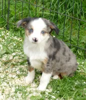 triskyrose bmf, a female Toy Australian Shepherd for sale in Portland, OR – Photo 1 of 3