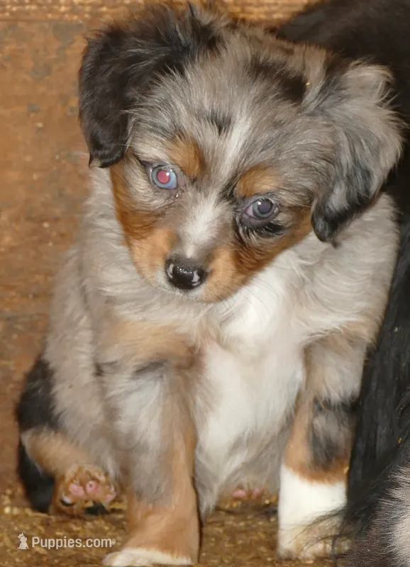 LIL Starnight BMF – Toy Australian Shepherd puppy for sale in Portland, OR