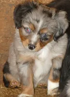 LIL Starnight BMF, a female Toy Australian Shepherd for sale in Portland, OR – 2 of 5