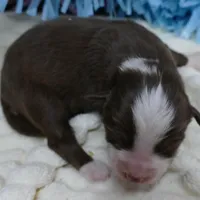 lil star RTM, a male Toy Australian Shepherd for sale in Portland, OR – Photo 2 of 2