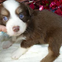 lil star RTM, a male Toy Australian Shepherd for sale in Portland, OR – Photo 1 of 2