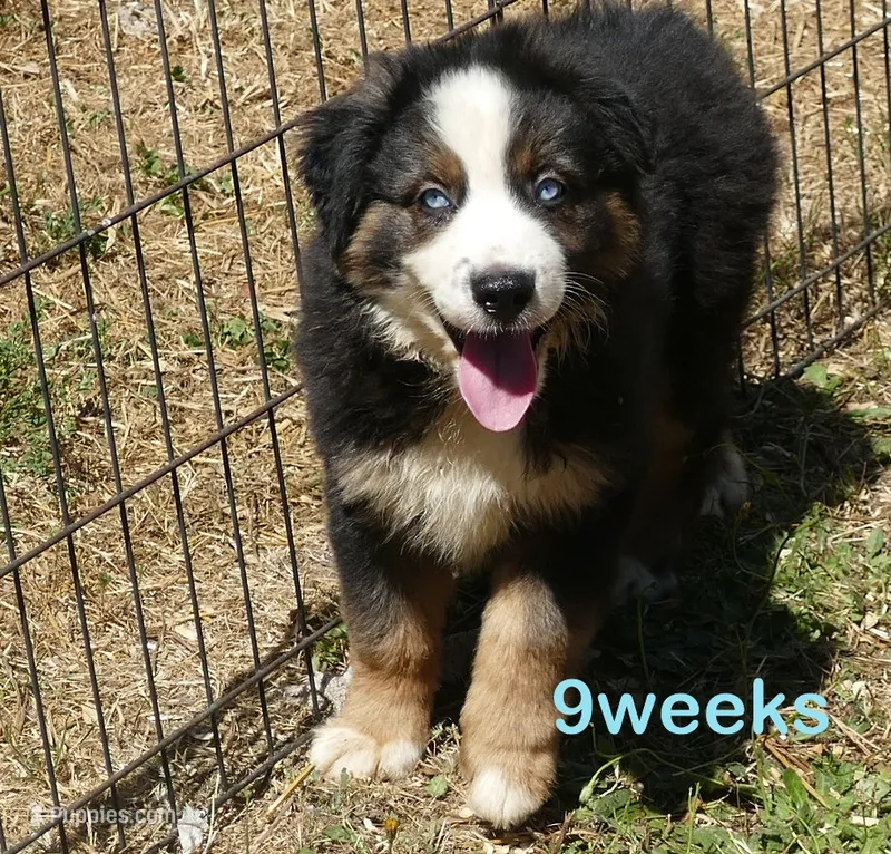 Grace-ci belle BTM – Australian Shepherd puppy for sale in Portland, OR