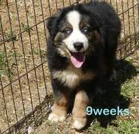 Grace-ci belle BTM, a male Australian Shepherd for sale in Portland, OR – 1 of 3