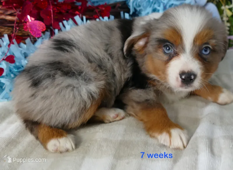 Lil Starb BMM2 – Toy Australian Shepherd puppy for sale in Portland, OR